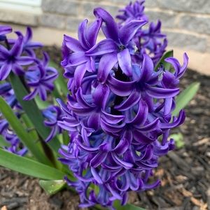 Meet your Posher, Alison